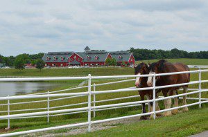 Warm Springs Ranch horses in field near barn