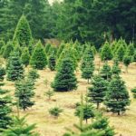 Guide to Christmas Tree Farms in Kansas City | Kansas City Moms Blog