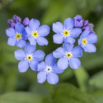 Forget-me-nots