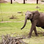 Elephants_SCZ_VisitWichita_preview