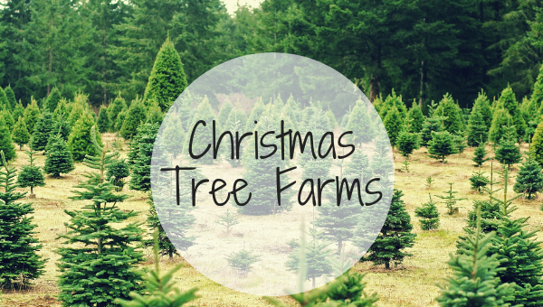 Christmas Tree Farms in Kansas City
