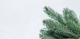 pine branch against white background