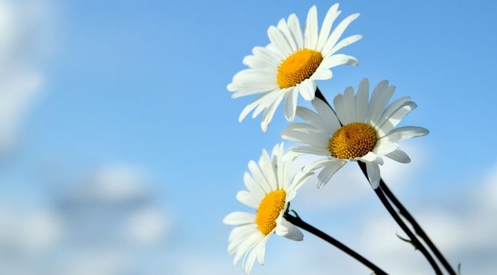 pic of daisies