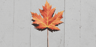 pic of orange maple leaf