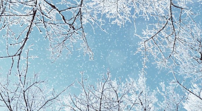 pic of snowy trees