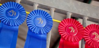 first and second place ribbons from a horse show