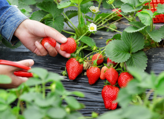 Fun Farm strawberry picking