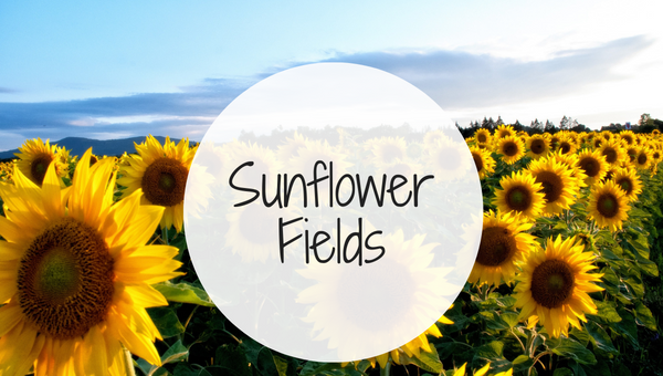 Sunflower Fields in Kansas City