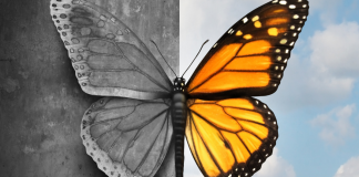 butterfly from black and white to colored