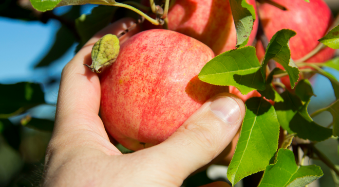 apple picking in Kansas City