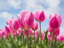 pink tulips with blue sky