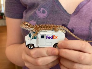 bearded dragon atop toy fedex truck