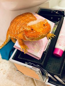 Bearded dragon inside a makeup case looking at camera.