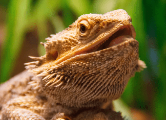 Image of a bearded dragon with blurred out plant in the background