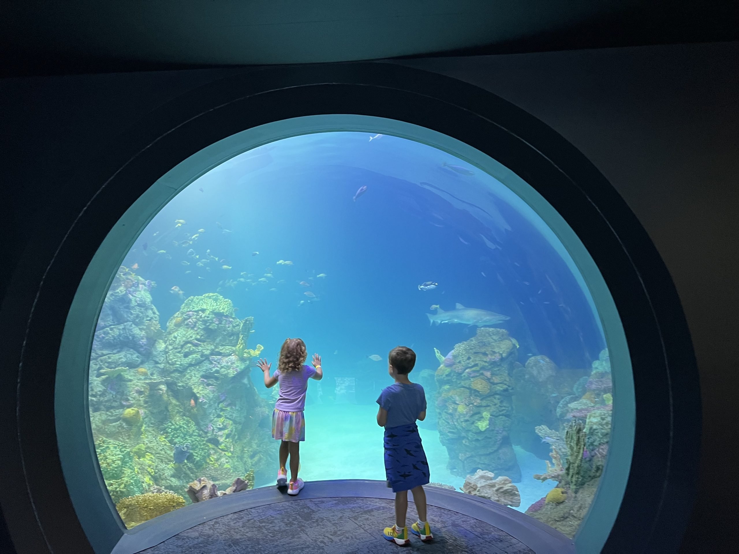 Kansas City Zoo's new aquarium is opening. Meet the aquatic