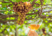 grapes with wine glass