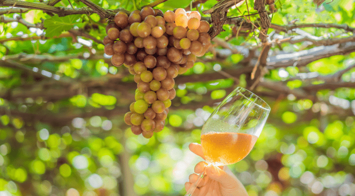 grapes with wine glass