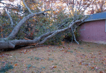tree fallen on house
