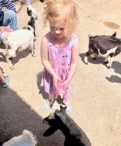 Toddler girl holding bottle of milk for baby goats.