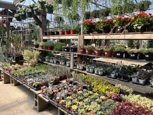 rows of succulents and houseplants in a garden center